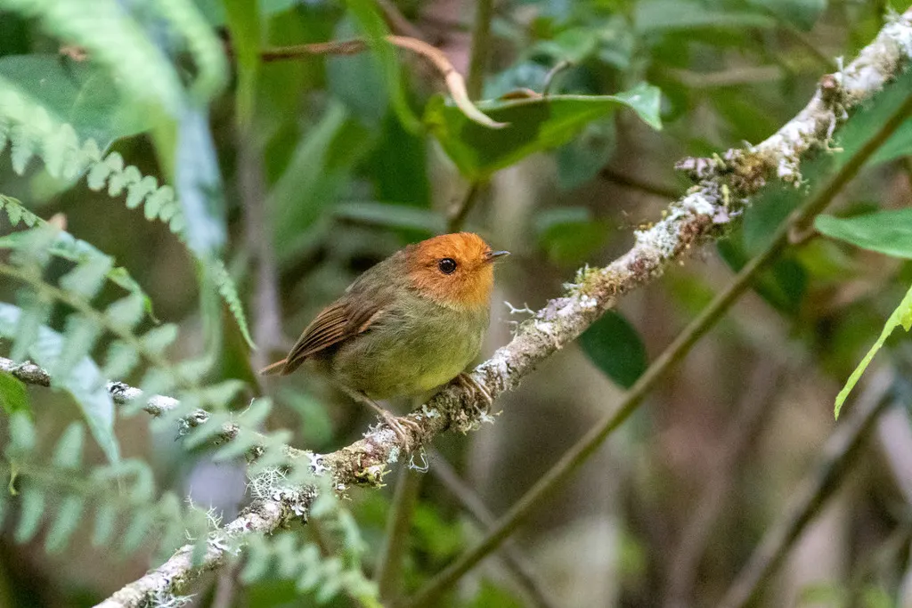 棕头侏霸鹟(Pseudotriccus ruficeps)