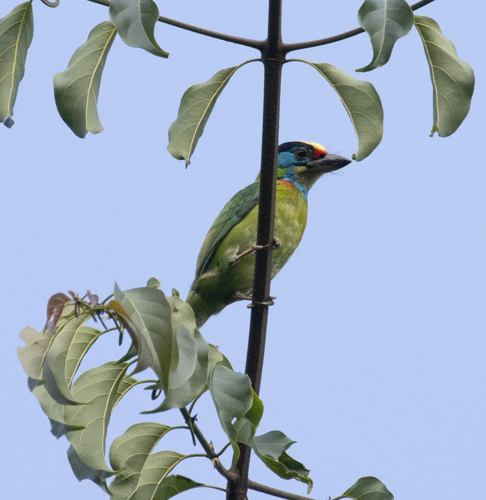 中南拟啄木鸟(Psilopogon annamensis)