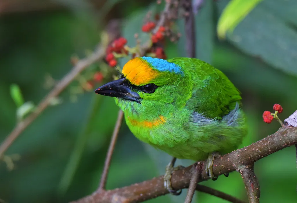 蓝顶拟啄木鸟(Psilopogon armillaris)
