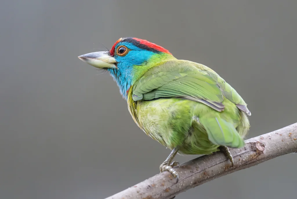 蓝喉拟啄木鸟(Psilopogon asiaticus)