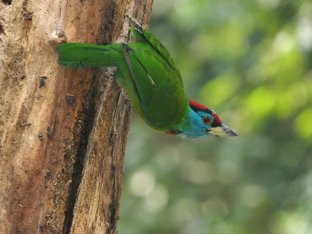 蓝喉拟啄木鸟(Psilopogon asiaticus)