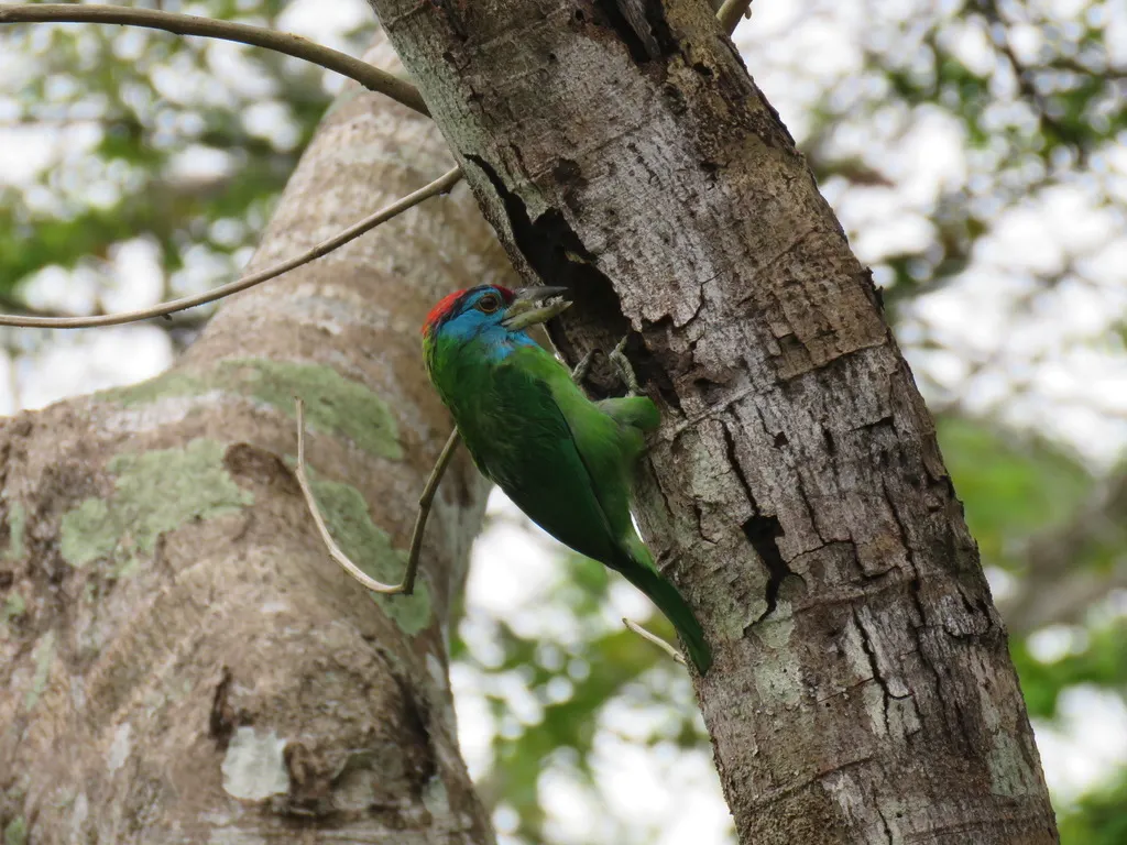 蓝喉拟啄木鸟(Psilopogon asiaticus)