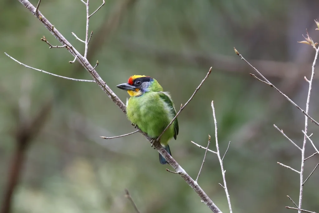 斑喉拟啄木鸟（Psilopogon auricularis）