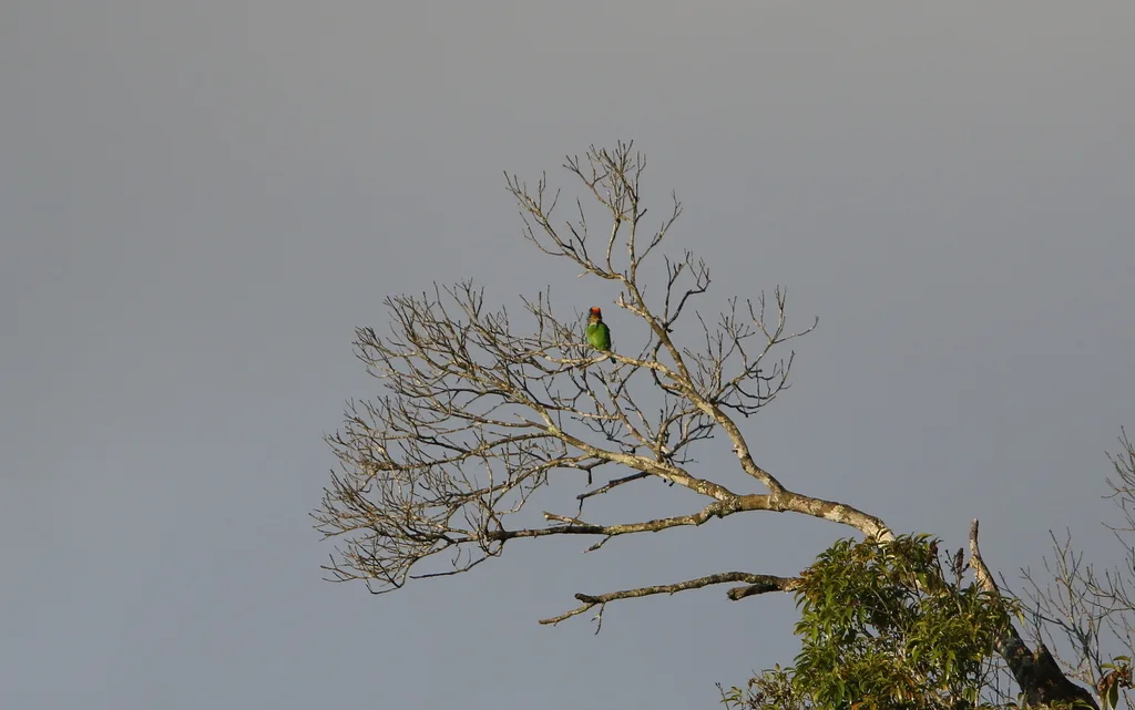 斑喉拟啄木鸟（Psilopogon auricularis）
