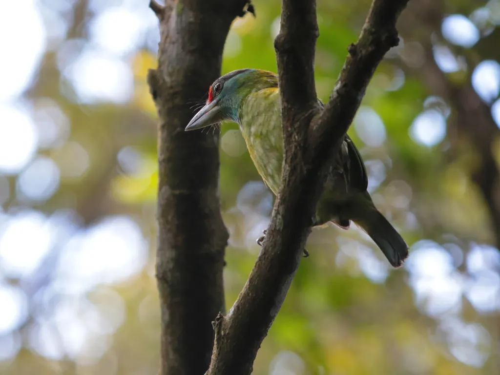 绿喉拟啄木鸟(Psilopogon chersonesus)