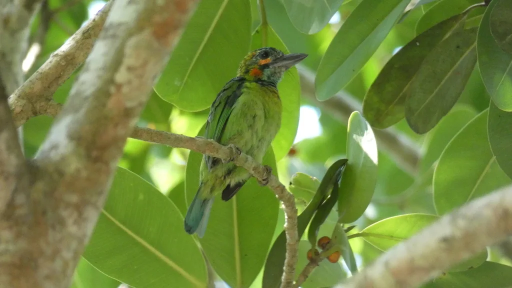 蓝耳拟啄木鸟(Psilopogon cyanotis)