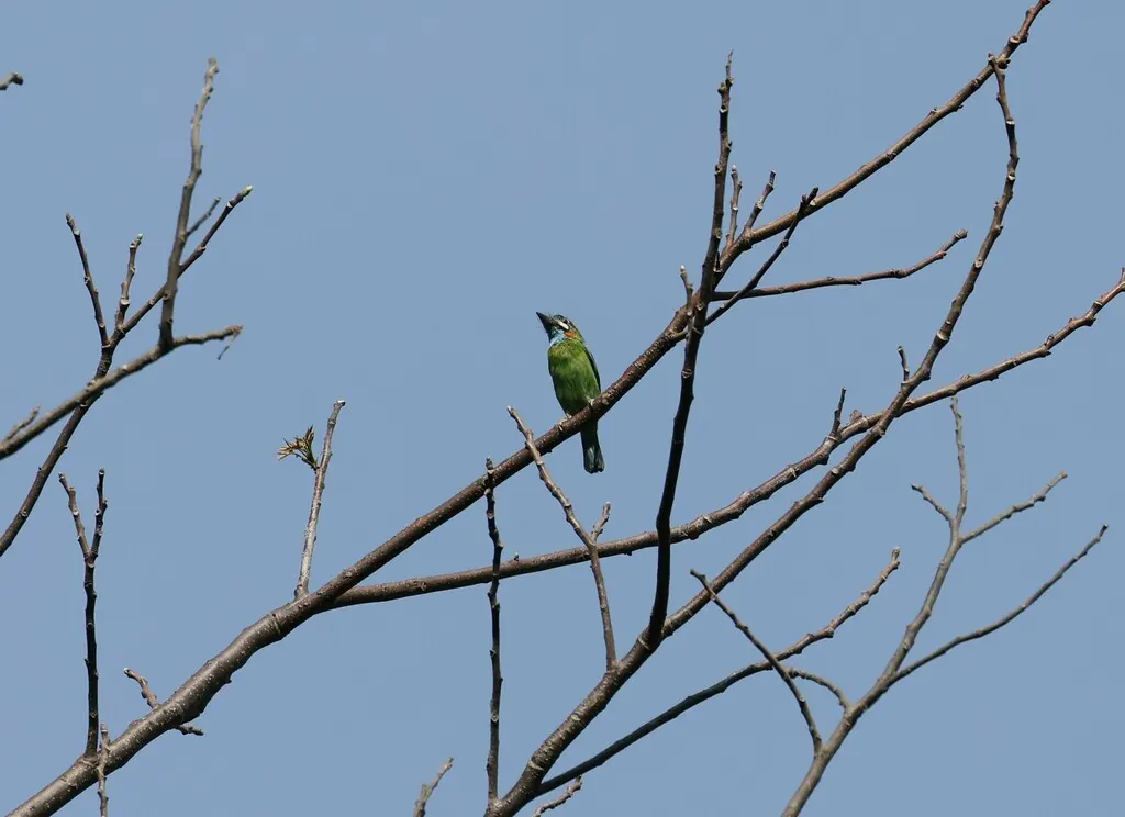 蓝耳拟啄木鸟(Psilopogon cyanotis)