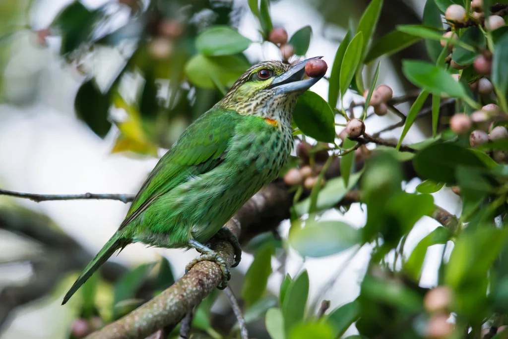 黄纹拟啄木鸟(Psilopogon faiostrictus)