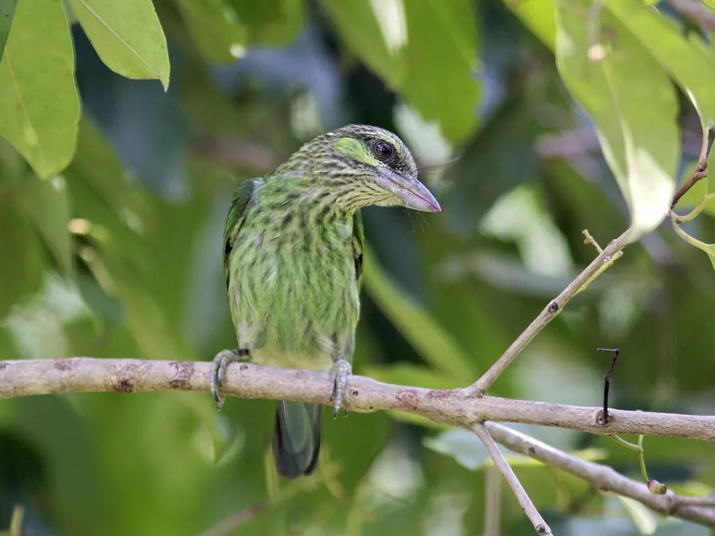 黄纹拟啄木鸟(Psilopogon faiostrictus)