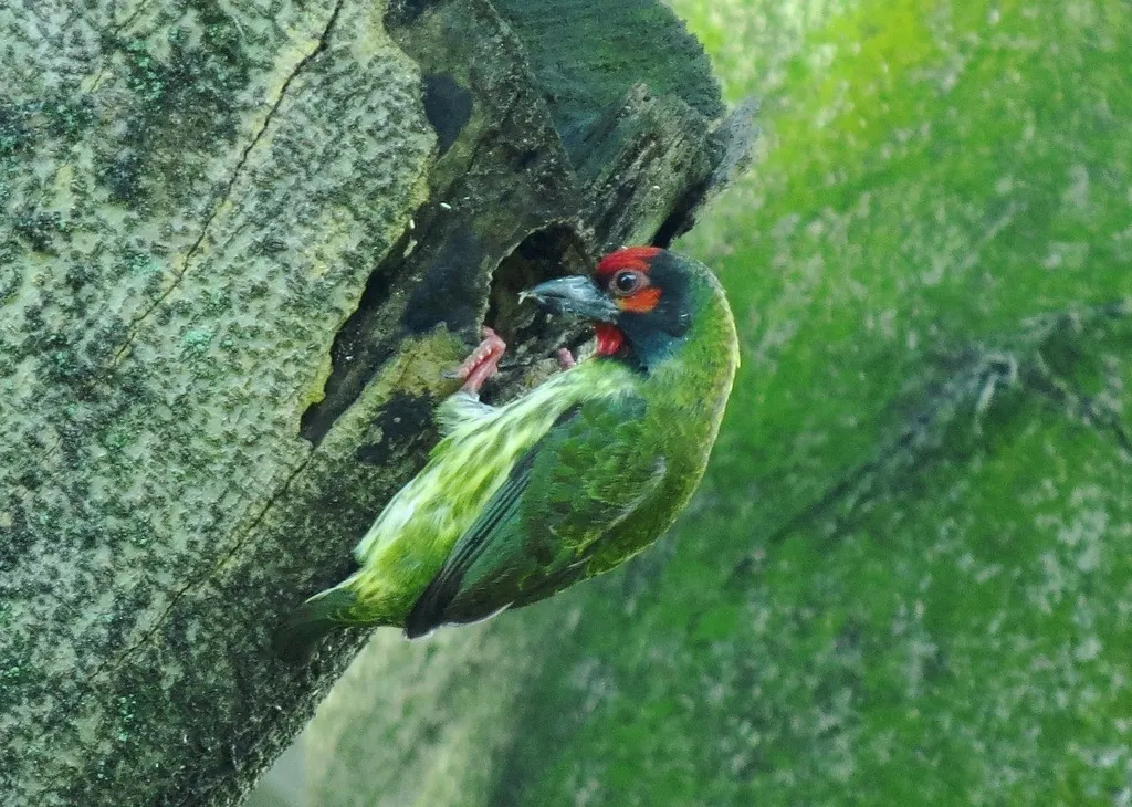 赤胸拟啄木鸟(Psilopogon haemacephalus)
