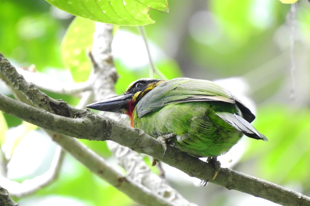 黑斑拟啄木鸟(Psilopogon javensis)