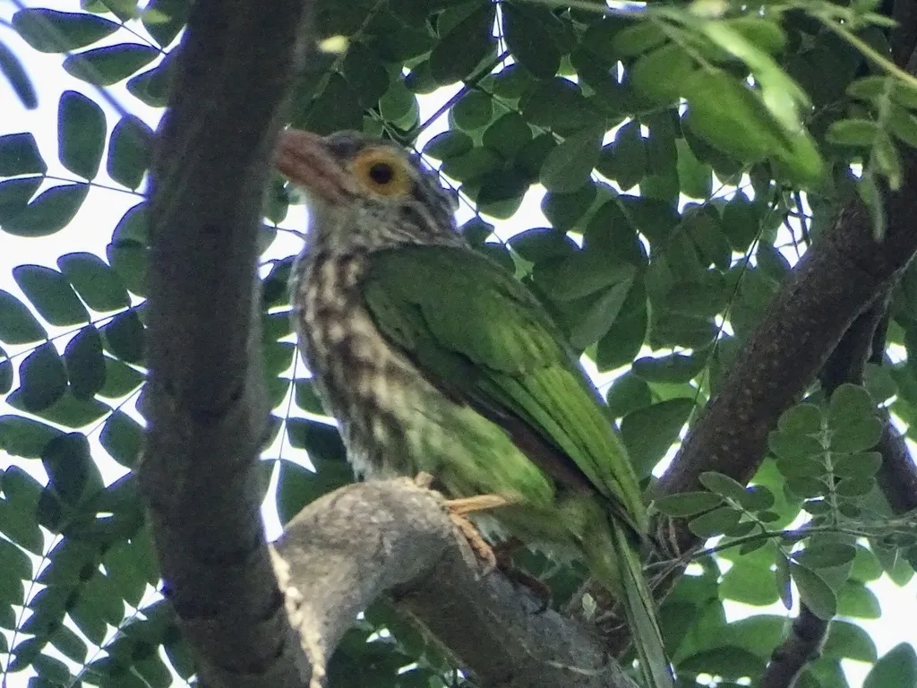 斑头绿拟啄木鸟（Psilopogon lineatus）