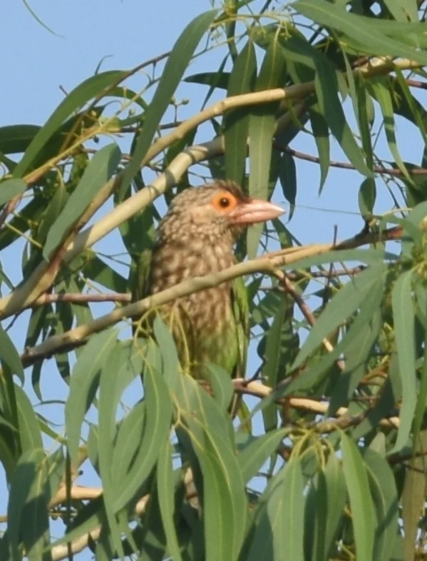 斑头绿拟啄木鸟（Psilopogon lineatus）