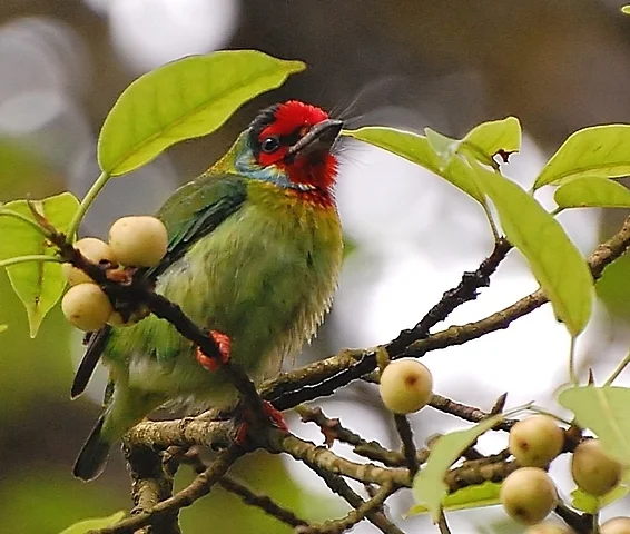 马拉巴拟啄木鸟(Psilopogon malabaricus)