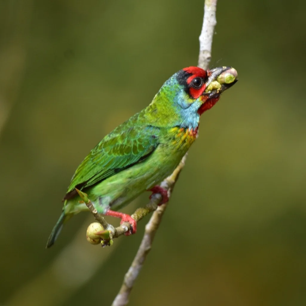 马拉巴拟啄木鸟(Psilopogon malabaricus)