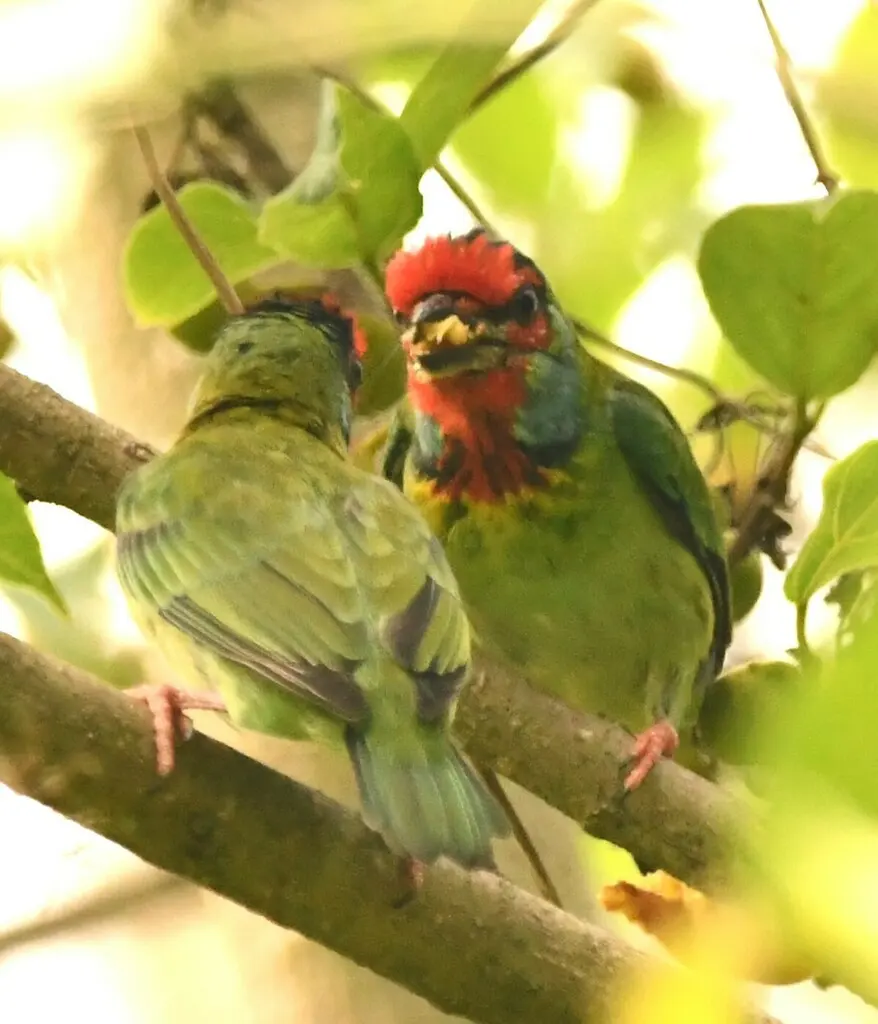 马拉巴拟啄木鸟(Psilopogon malabaricus)