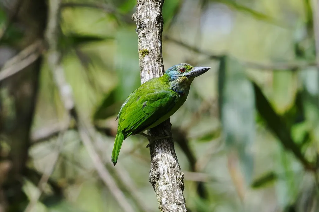山拟啄木鸟（Psilopogon monticola）