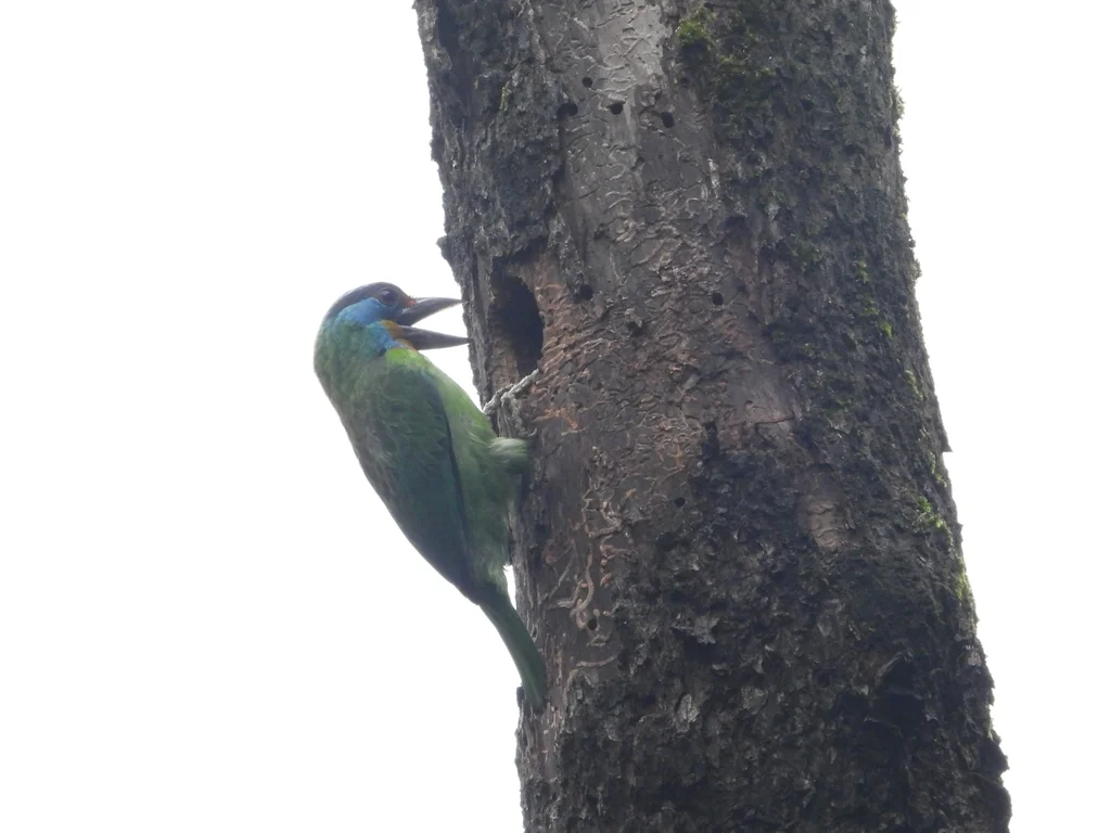 台湾拟啄木鸟(Psilopogon nuchalis)