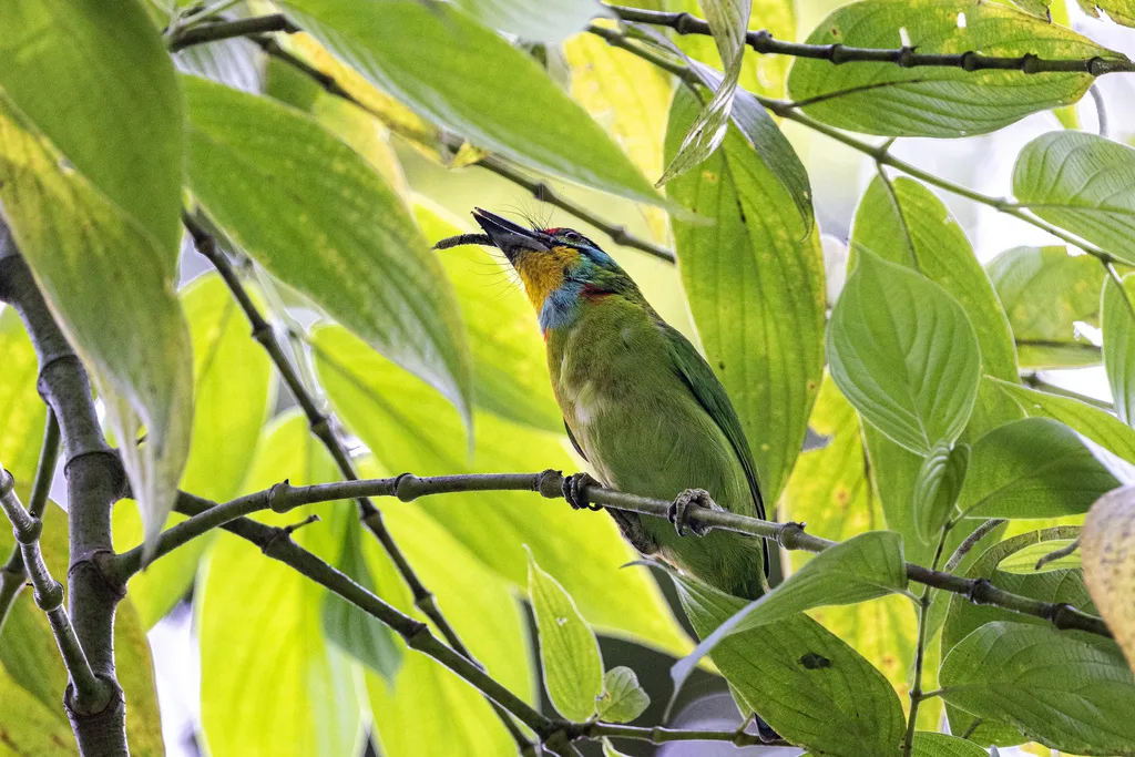 马来拟啄木鸟(Psilopogon oorti)