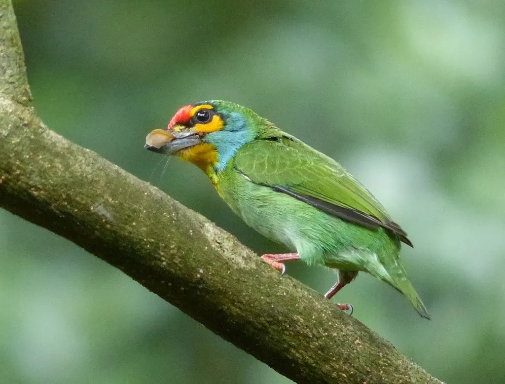 斯里兰卡拟啄木鸟(Psilopogon rubricapillus)