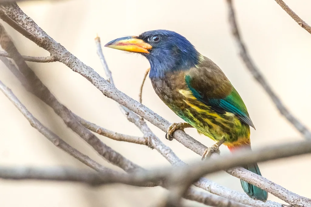 大拟啄木鸟（Psilopogon virens）