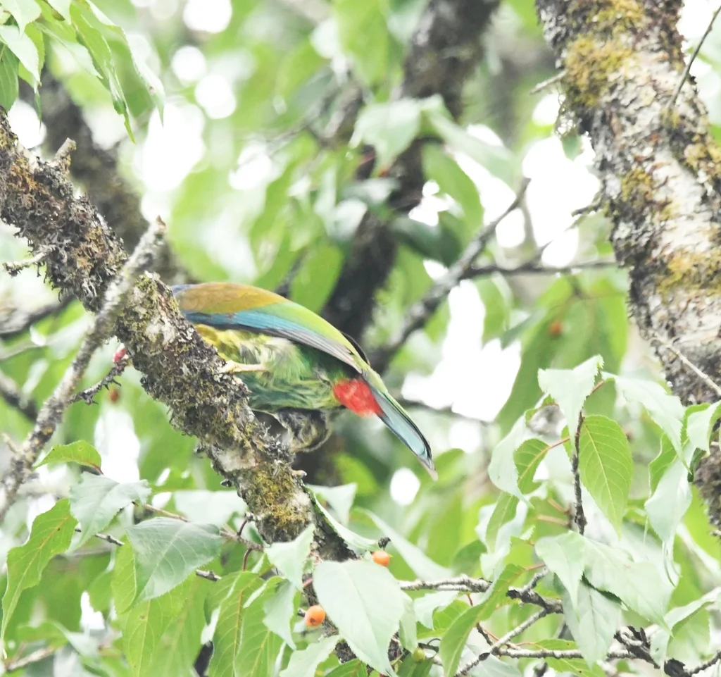大拟啄木鸟（Psilopogon virens）