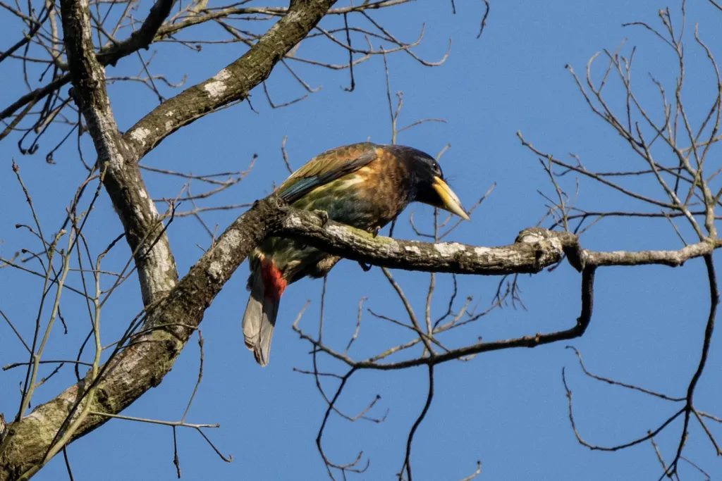大拟啄木鸟（Psilopogon virens）