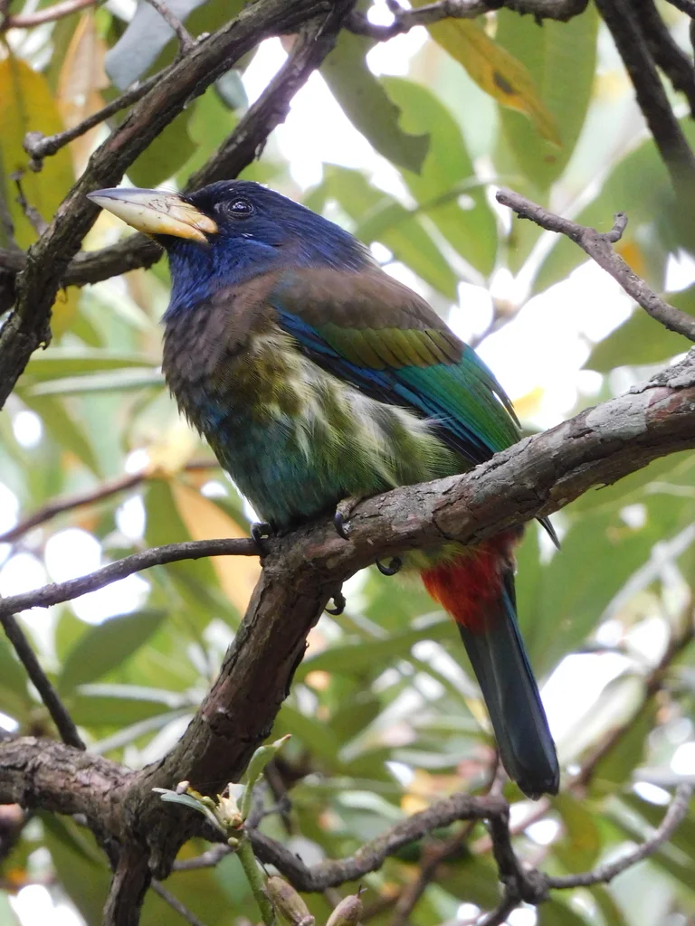 大拟啄木鸟（Psilopogon virens）