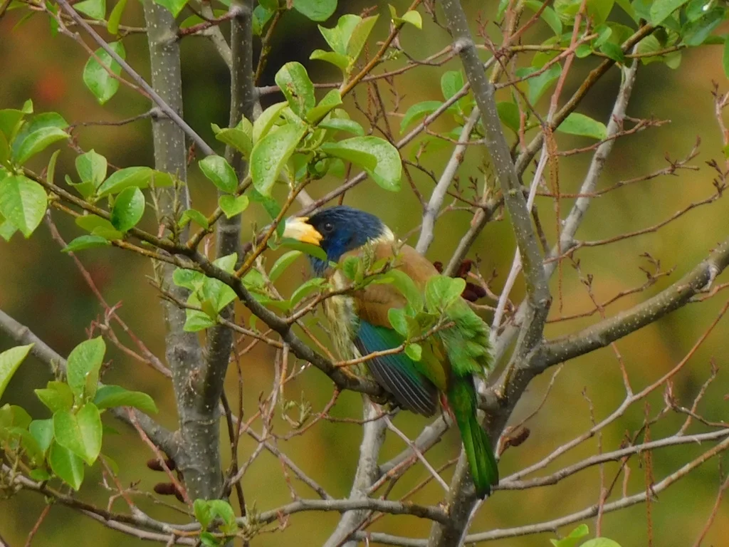 大拟啄木鸟（Psilopogon virens）
