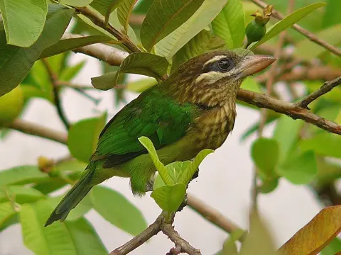 小绿拟啄木鸟