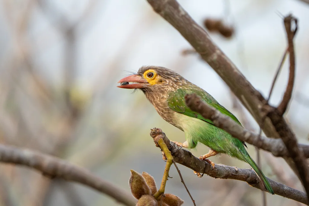 棕头绿拟啄木鸟(Psilopogon zeylanicus)