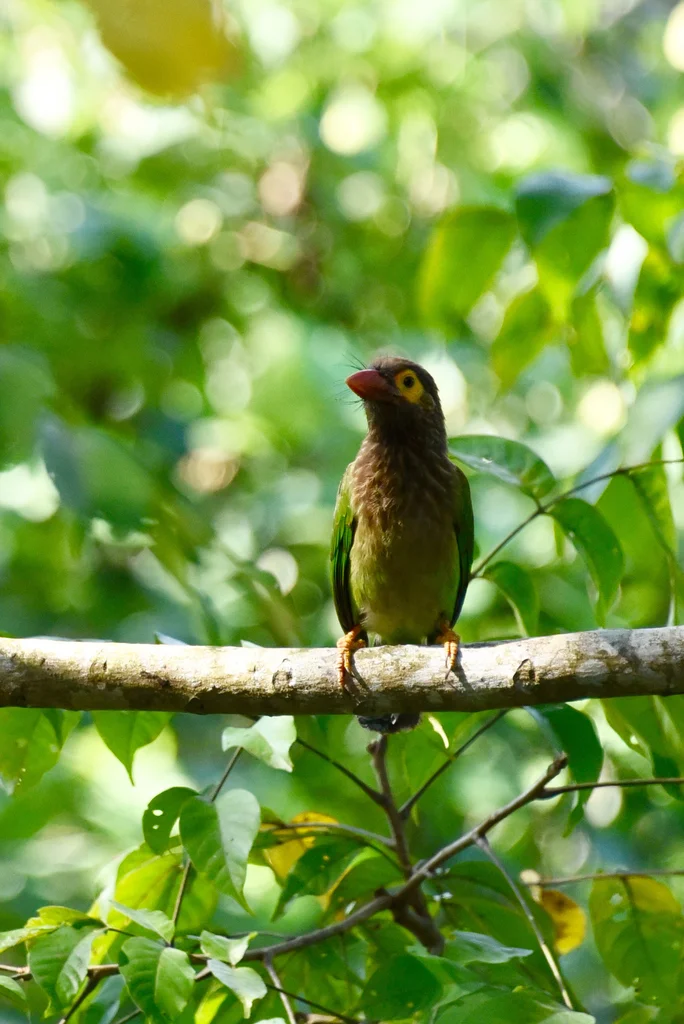 棕头绿拟啄木鸟(Psilopogon zeylanicus)