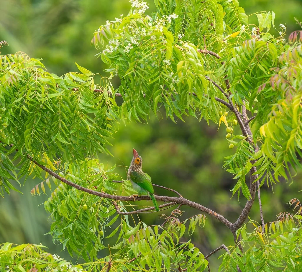 棕头绿拟啄木鸟(Psilopogon zeylanicus)