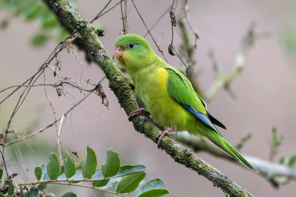 山鹦哥(Psilopsiagon aurifrons)