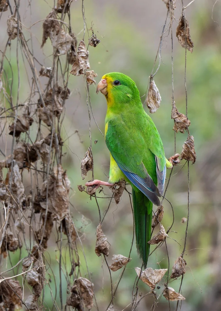 山鹦哥(Psilopsiagon aurifrons)