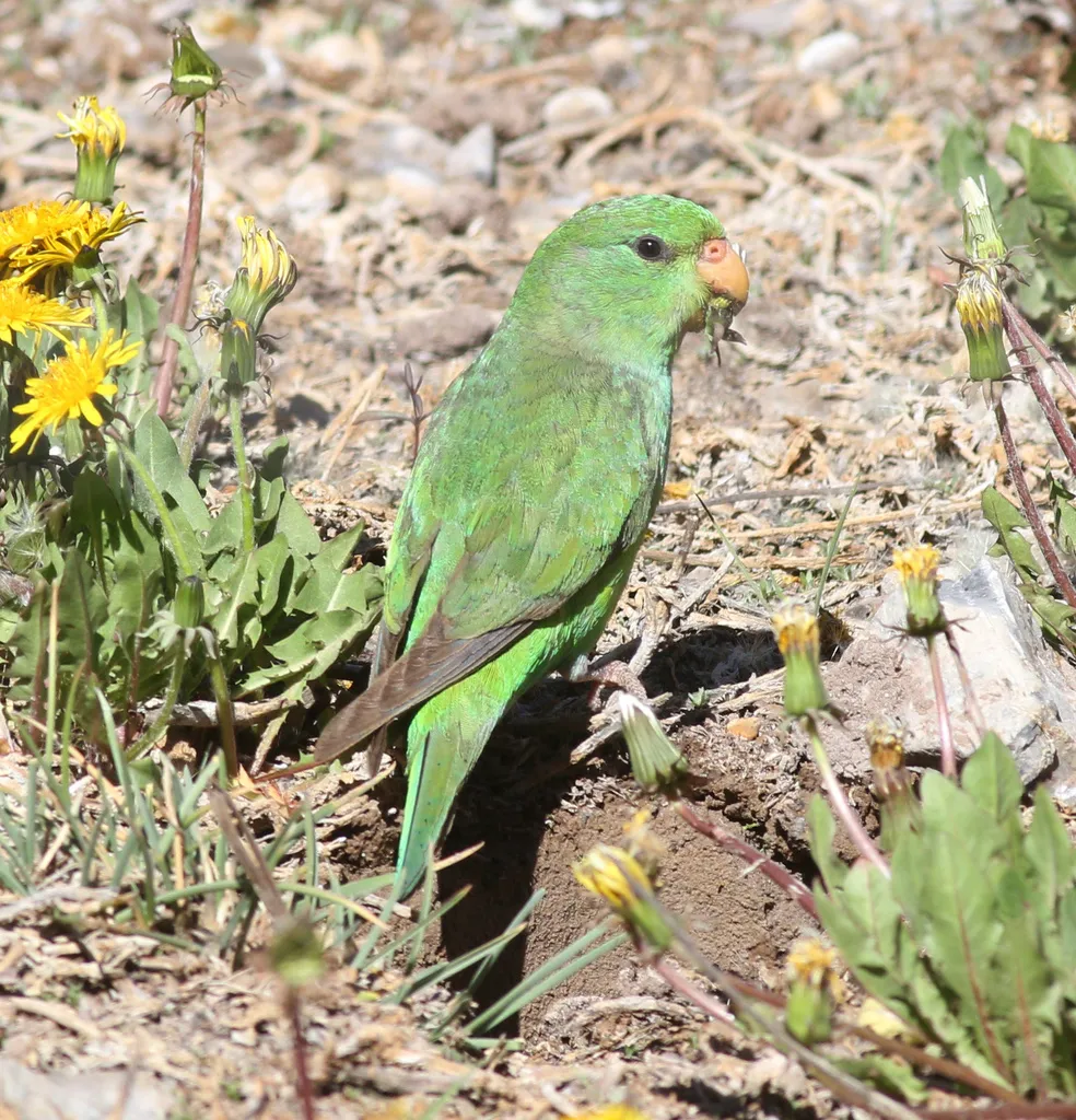 山鹦哥(Psilopsiagon aurifrons)