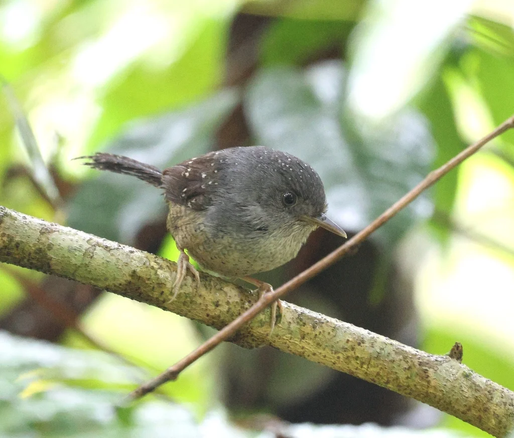斑竹鹩(Psilorhamphus guttatus)