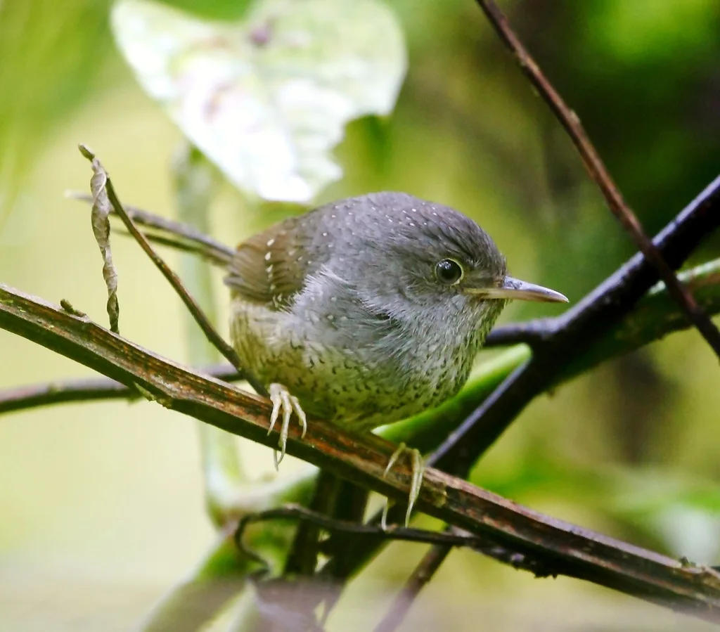 斑竹鹩(Psilorhamphus guttatus)