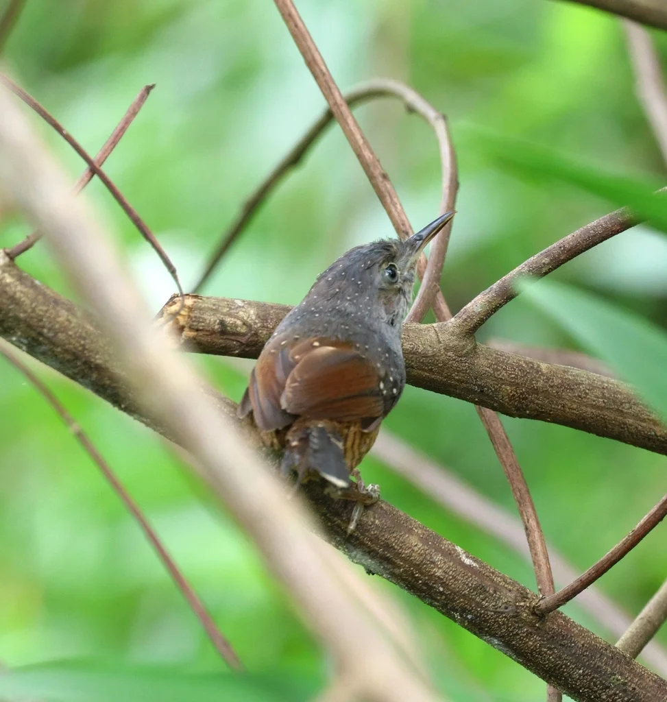 斑竹鹩(Psilorhamphus guttatus)