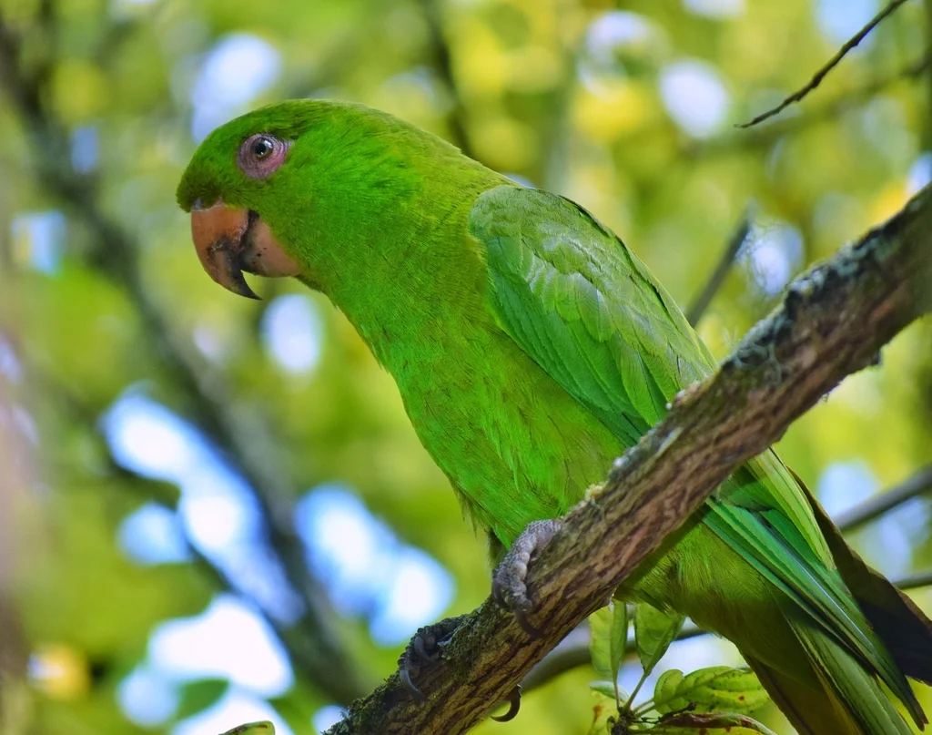 索岛鹦哥(Psittacara brevipes)