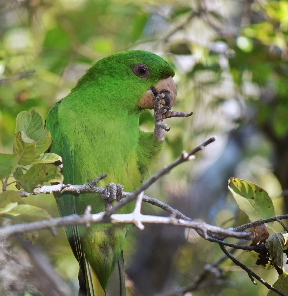 索岛鹦哥(Psittacara brevipes)