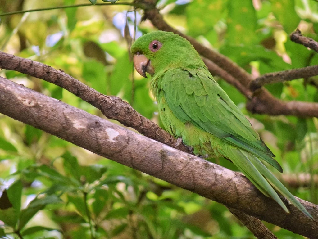 索岛鹦哥(Psittacara brevipes)