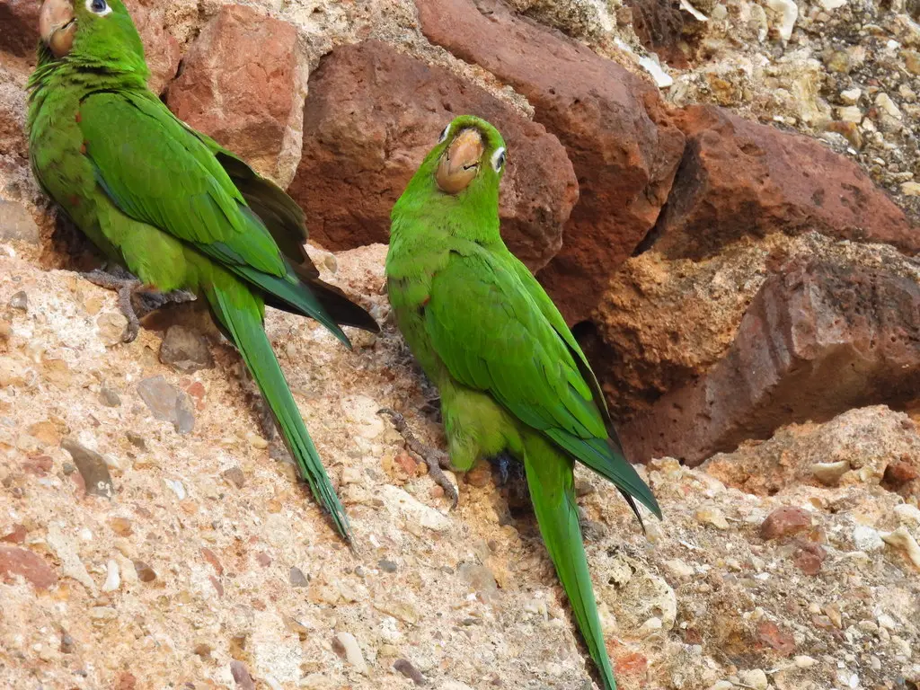 伊岛鹦哥(Psittacara chloropterus)