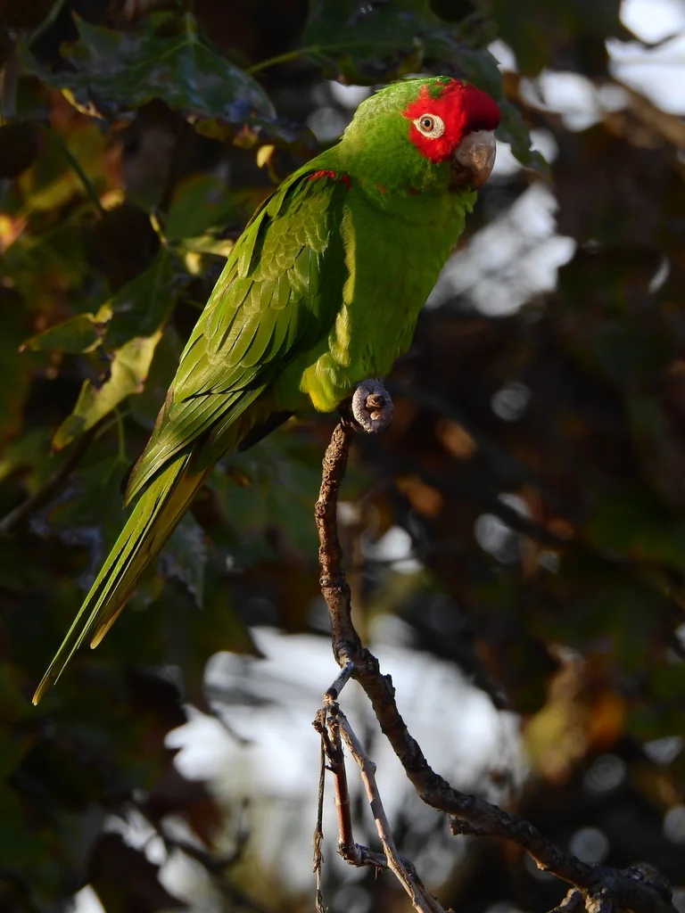 红头鹦哥(Psittacara erythrogenys)