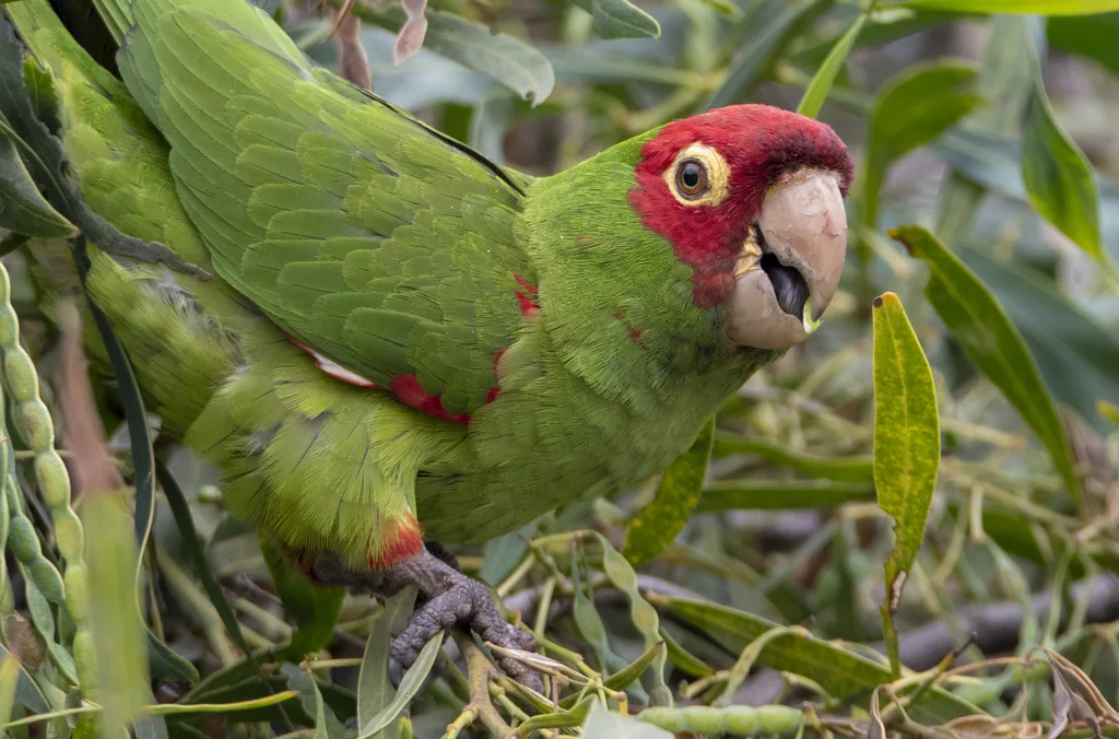 红头鹦哥(Psittacara erythrogenys)