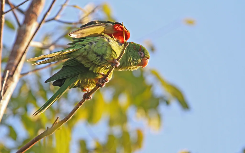 古巴鹦哥(Psittacara euops)