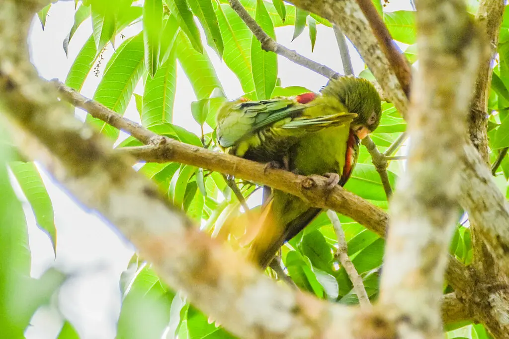 古巴鹦哥(Psittacara euops)