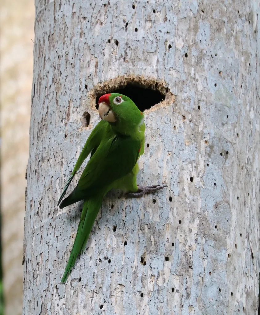 绯额鹦哥(Psittacara finschi)