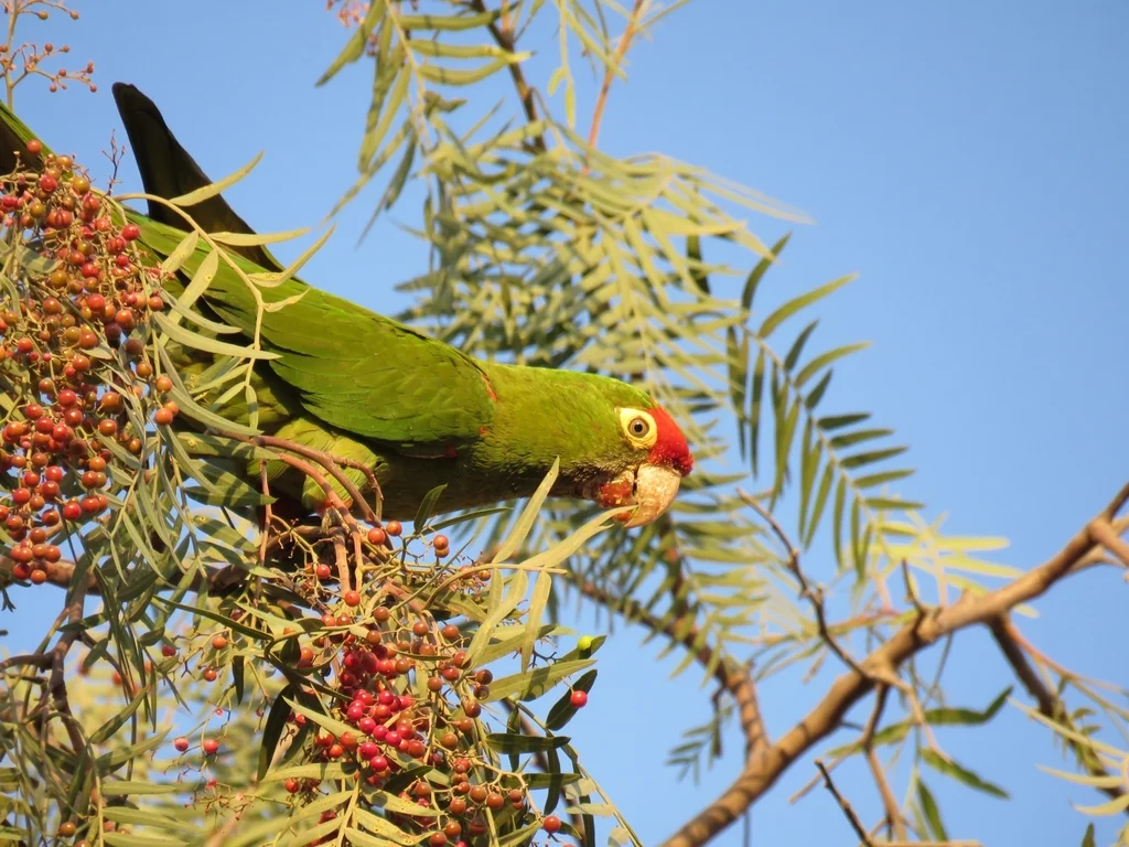 秘鲁红额鹦哥(Psittacara frontatus)