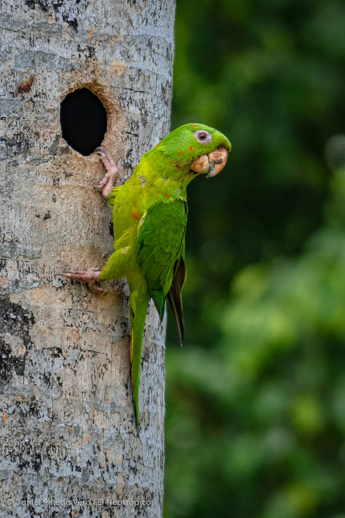 绿鹦哥(Psittacara holochlorus)